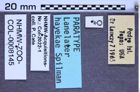 Etikette zu Lanelater hayekae (Spilman, 1985) (NHMW-ZOO-COL-0008145)